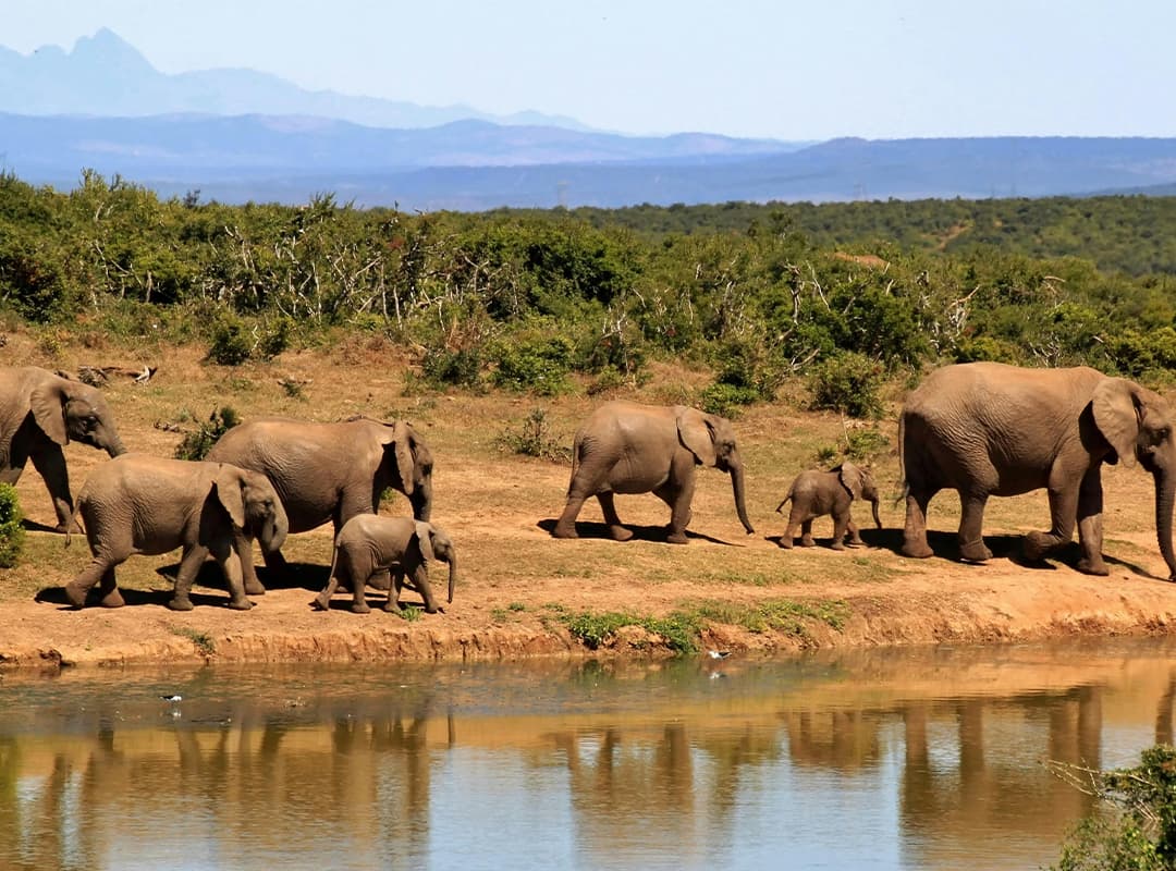 elephant